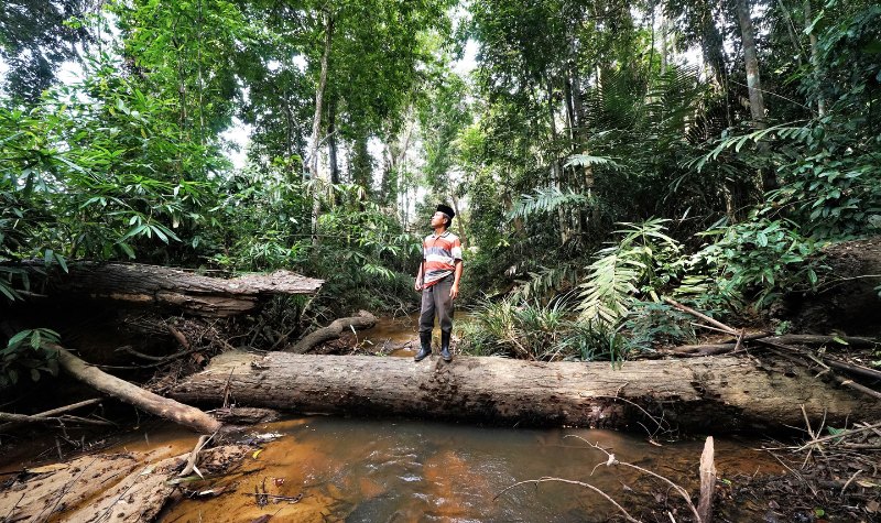 Hutan